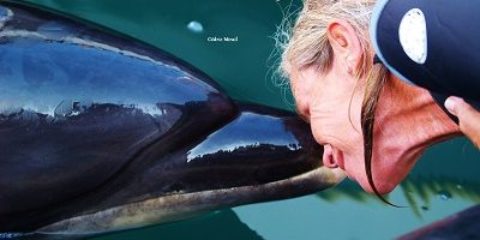 Projection « Dauphins ambassadeurs, les messagers de la mer »