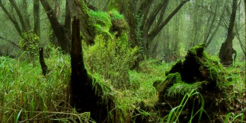 Vernissage de l’exposition – Forêt, sève de l’art – Des forêts sauvages au secours de l’Homme