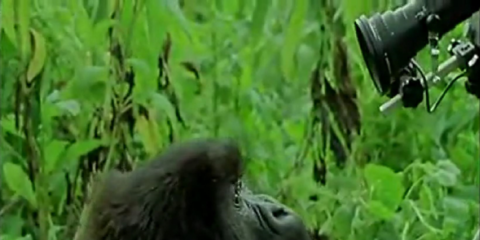 Projection/débat “Les Derniers Gorilles”