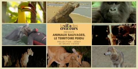 Animaux Sauvages, Le Territoire Perdu – Documentaire de Bruno Vienne